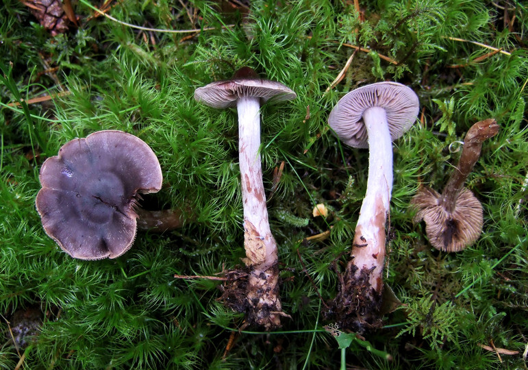 Cortinarius erubescens