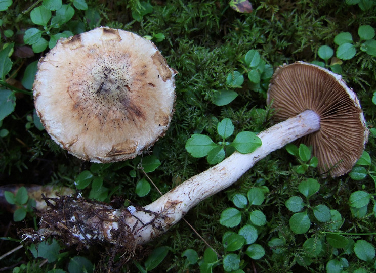 Cortinarius rusticus