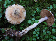 Cortinarius rusticus