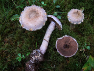 Cortinarius rusticus