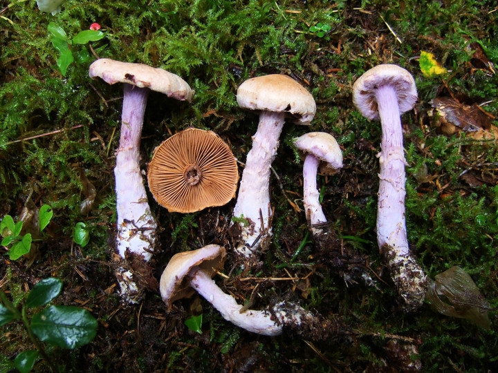 Cortinarius venustus