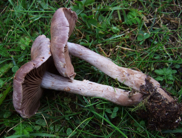 Cortinarius ionophyllus