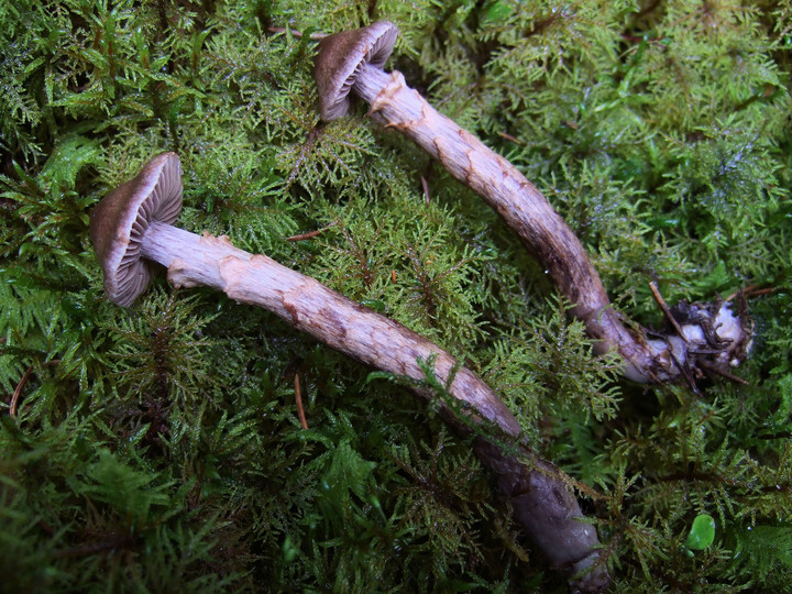 Cortinarius ionophyllus