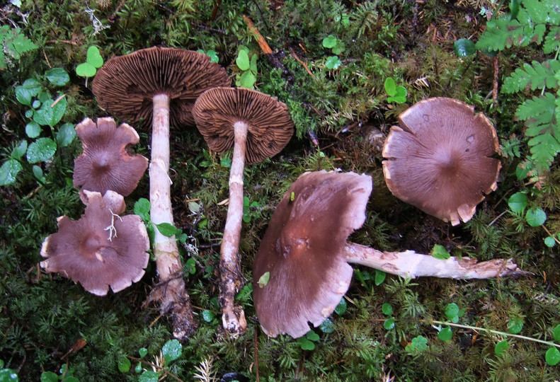 Cortinarius agathosmus