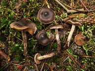 Cortinarius depressus