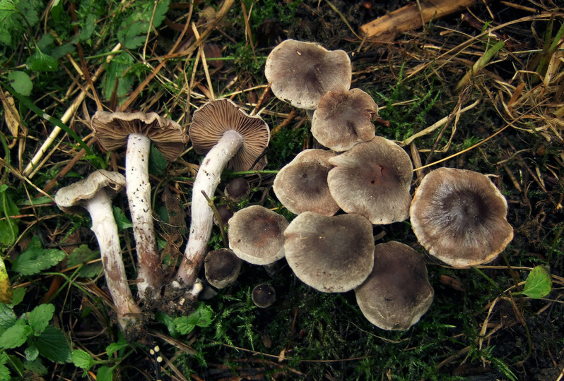 Cortinarius decipiens