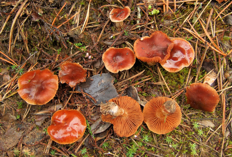 Cortinarius lux-nymphae