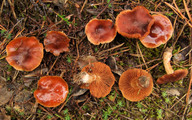 Cortinarius lux-nymphae