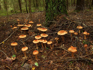 Cortinarius armillatus