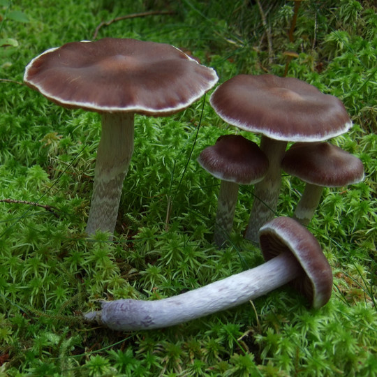 Cortinarius evernius