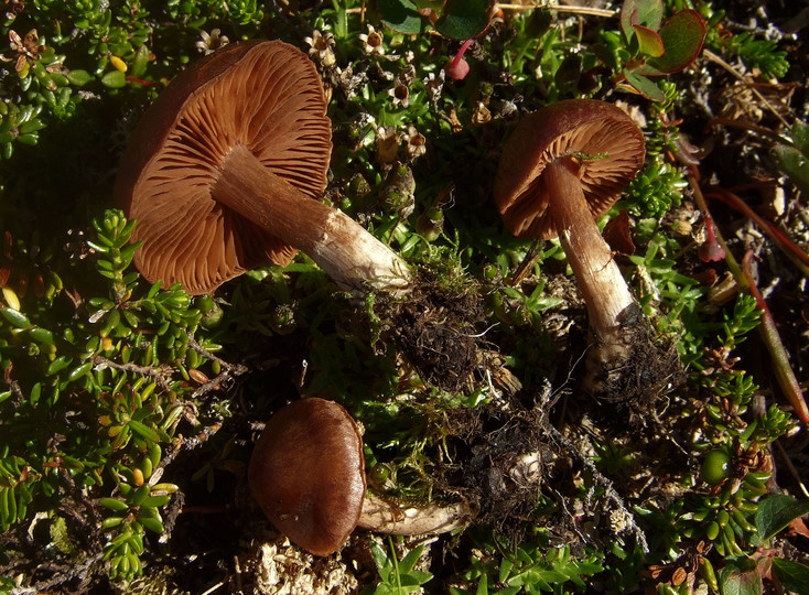 Cortinarius subtorvus