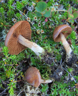 Cortinarius subtorvus