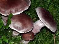 Cortinarius evernius