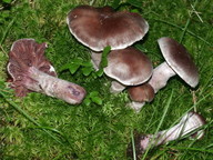 Cortinarius evernius