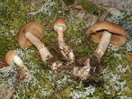 Cortinarius armillatus cfr