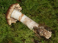 Cortinarius paragaudis