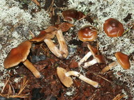 Cortinarius odhinnii