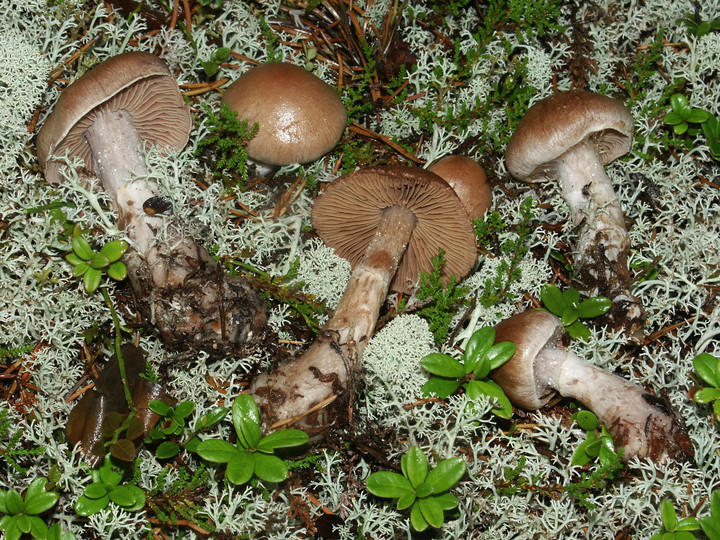 Cortinarius brunneogriseus