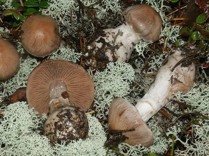 Cortinarius brunneogriseus