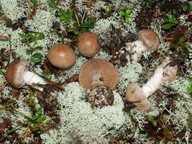 Cortinarius brunneogriseus