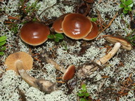 Cortinarius melitosarx