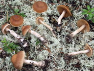 Cortinarius melitosarx