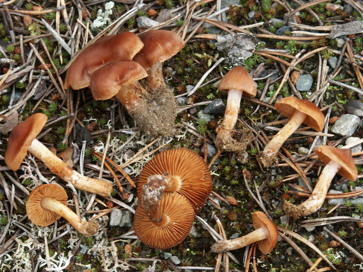 Cortinarius odhinnii