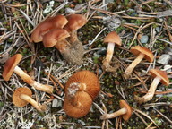 Cortinarius odhinnii