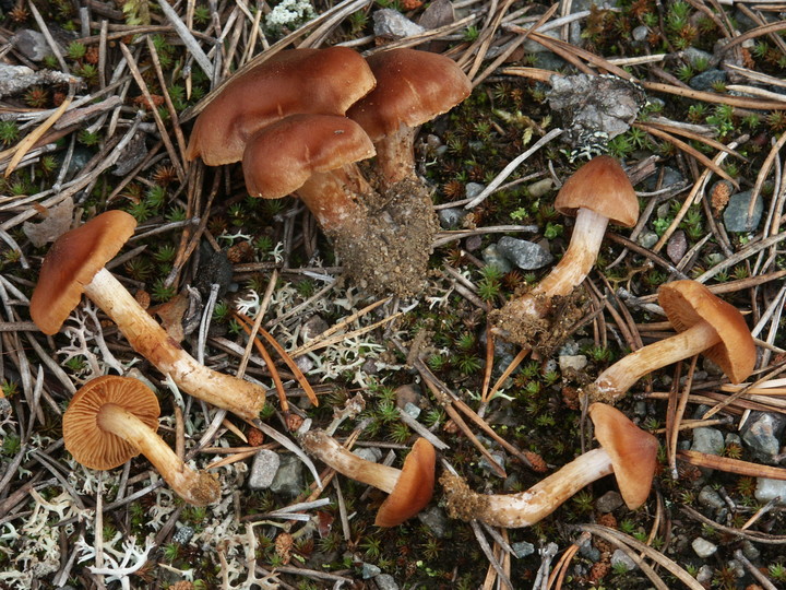 Cortinarius odhinnii