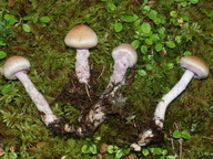 Cortinarius venustus