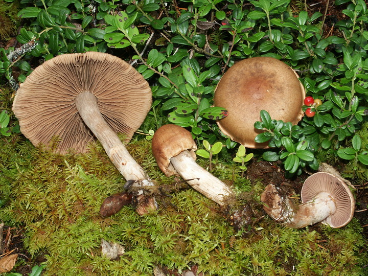 Cortinarius paragaudis