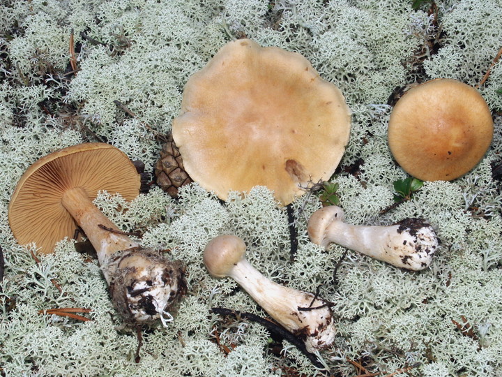 Cortinarius pinophilus