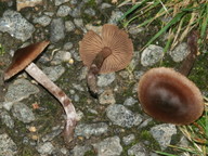 Cortinarius vernus