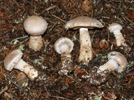 Cortinarius rusticus