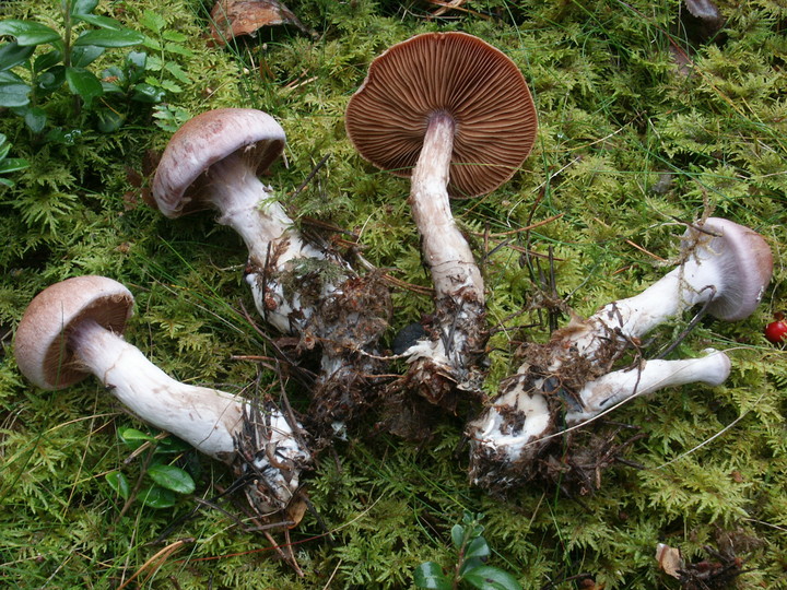 Cortinarius solis-occasus