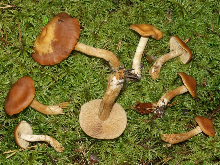 Cortinarius renidens