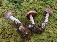 Cortinarius solis-occasus