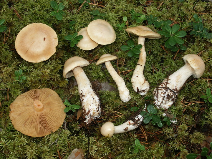 Cortinarius pinophilus