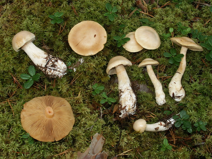 Cortinarius pinophilus