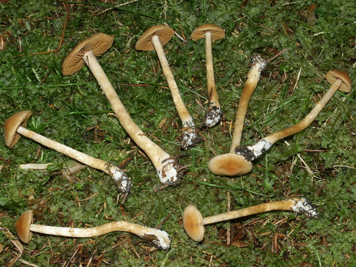 Cortinarius detonsus