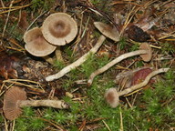 Cortinarius angelesianus