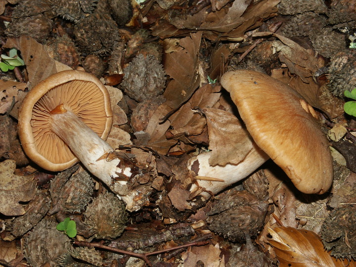 Cortinarius balaustinus