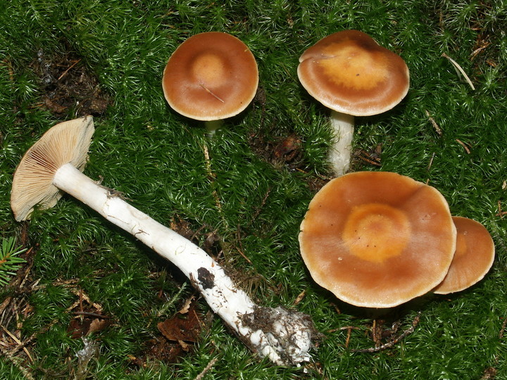 Cortinarius armeniacus