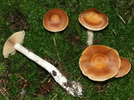 Cortinarius armeniacus