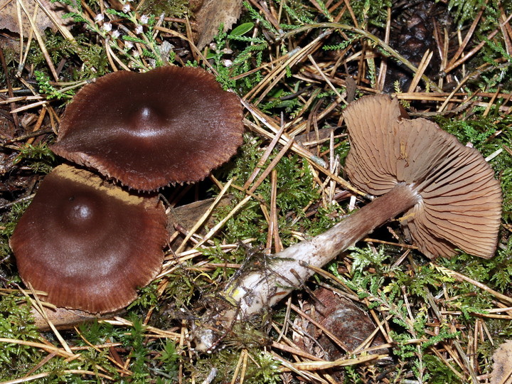 Cortinarius glandicolor