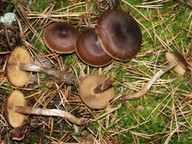 Cortinarius depressus