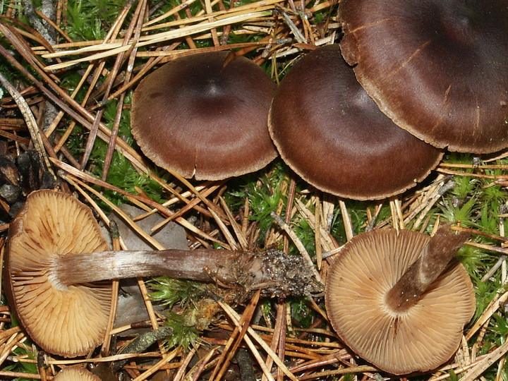 Cortinarius depressus