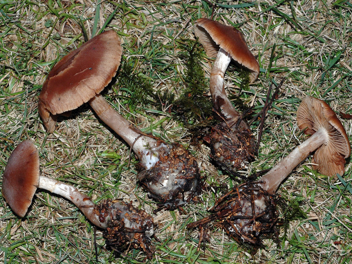 Cortinarius furvolaesus