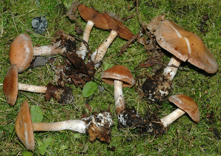 Cortinarius bivelus