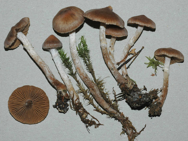 Cortinarius comptulus